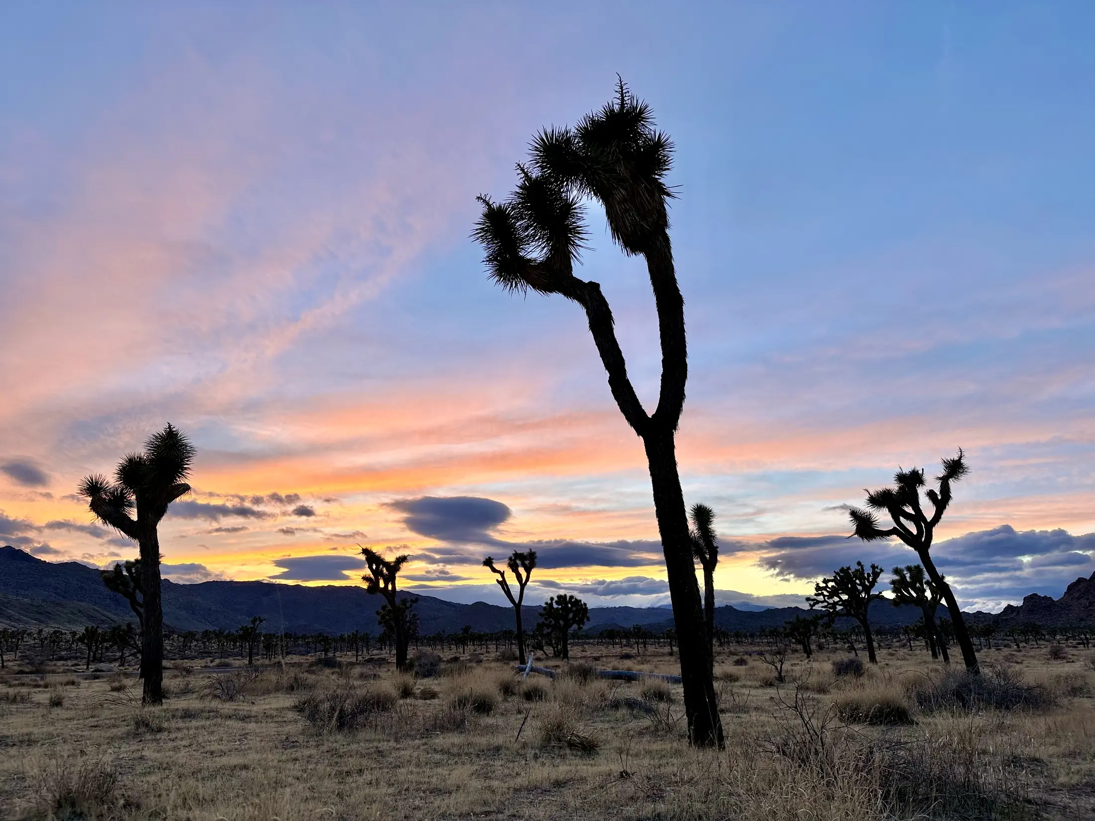 Joshua trees beneath a pink and blue desert sunset