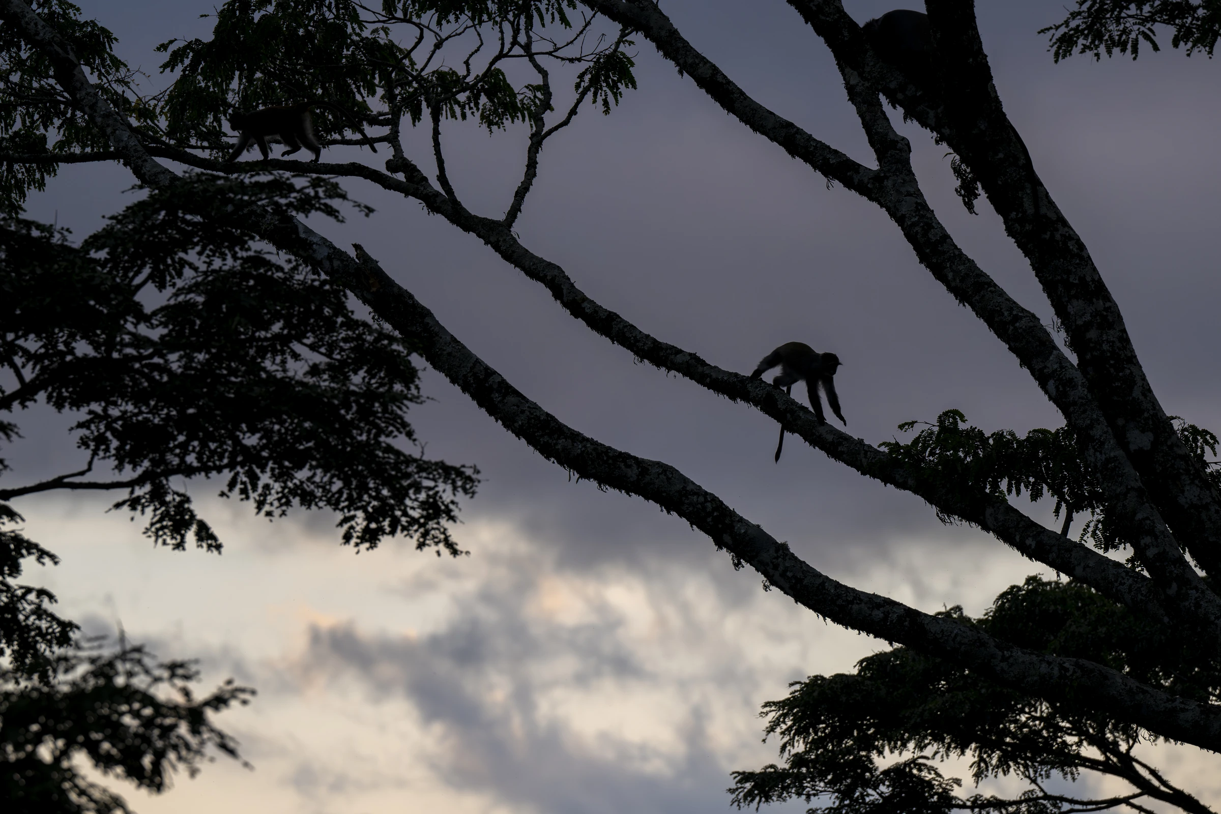 Monkeys silhouetted among tree branches in Malawi