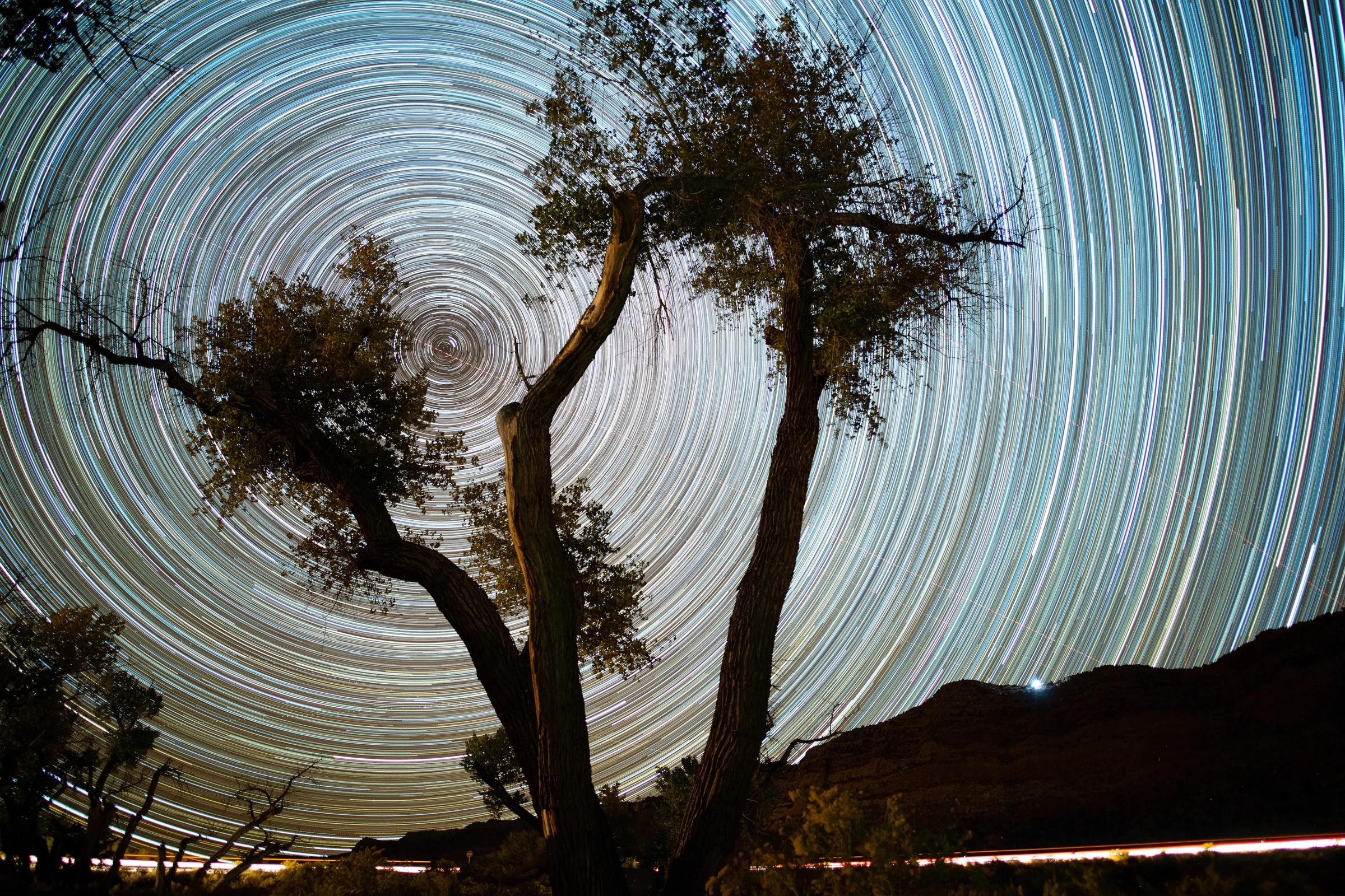 Star trails circling above trees at Comb Ridge, Utah