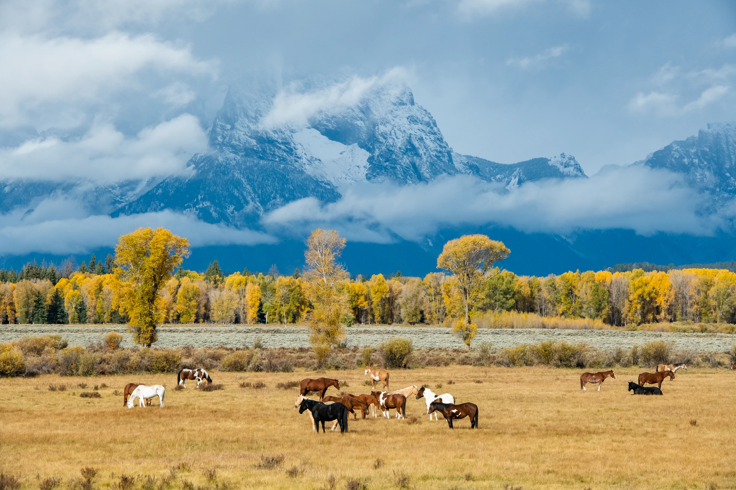 Horses grazing beneath autumn trees and cloud-covered peaks in Grand Teton